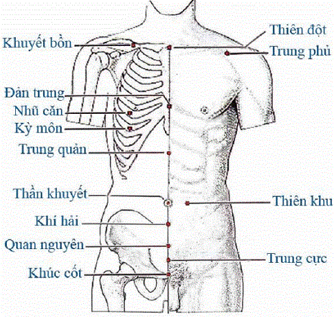 huyệt đạo vùng bụng ngực trong hệ thống 108 huyệt đạo